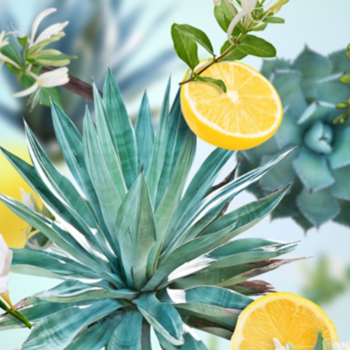 Maison Berger | Bildoft ventilklämma | Agaves Garden Joy